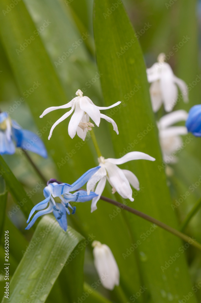 Fototapeta premium Siberian squill (Scilla siberica) flowers
