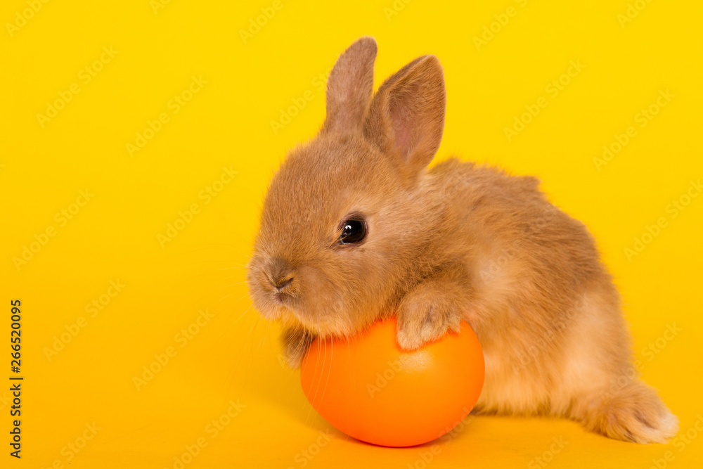 Easter bunny rabbit with egg Easter bunny rabbit with egg