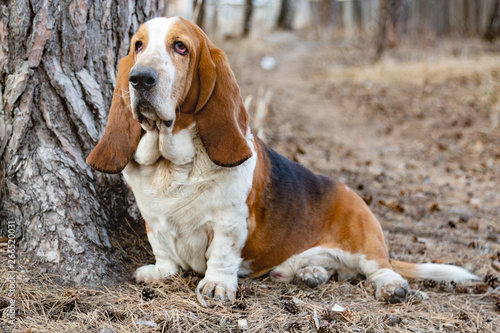 Basset Hound dog in the forest on the hunt