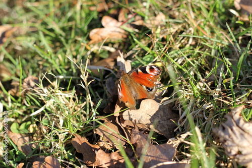 Wallpaper Mural Schmetterling: Tagpfauenauge (Aglais io) Torontodigital.ca