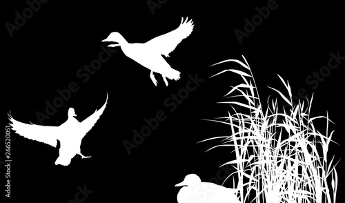 three ducks between reed silhouettes isolated on black