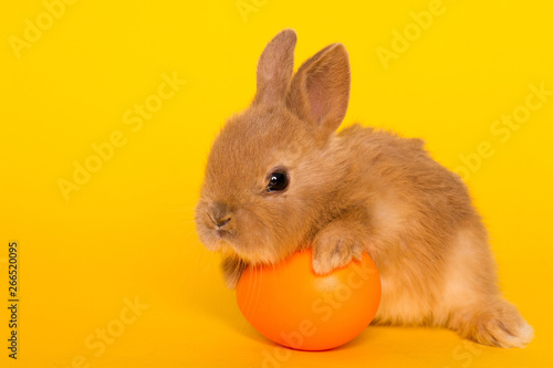 Easter bunny rabbit with egg