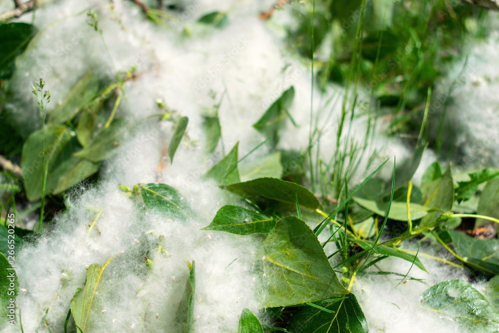 Poplar fluff on the branch among green grass. White fluff from poplar  trees, allergies symptoms Stock Photo