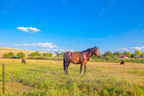 domestic horse grazing on the sunny meadow 