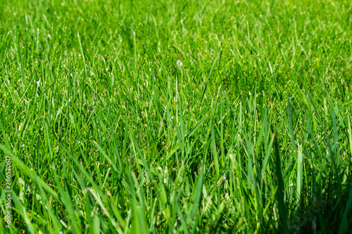 green grass lawn background. beautiful nature texture