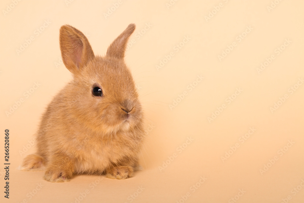 Obraz premium Bunny funny rabbit