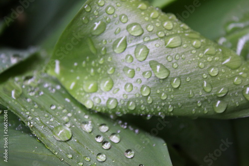 Dew, water drops on the leaves of Convallaria majalis common Lily of the valley  © Violeta