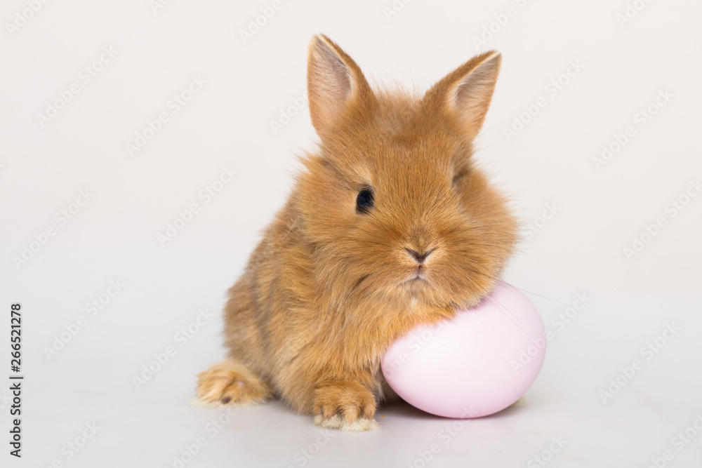 Easter bunny rabbit with eggs.