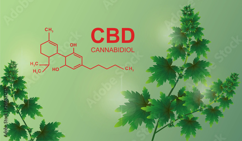 chemical formula of Marijuana,vector infographic on marijuana background.