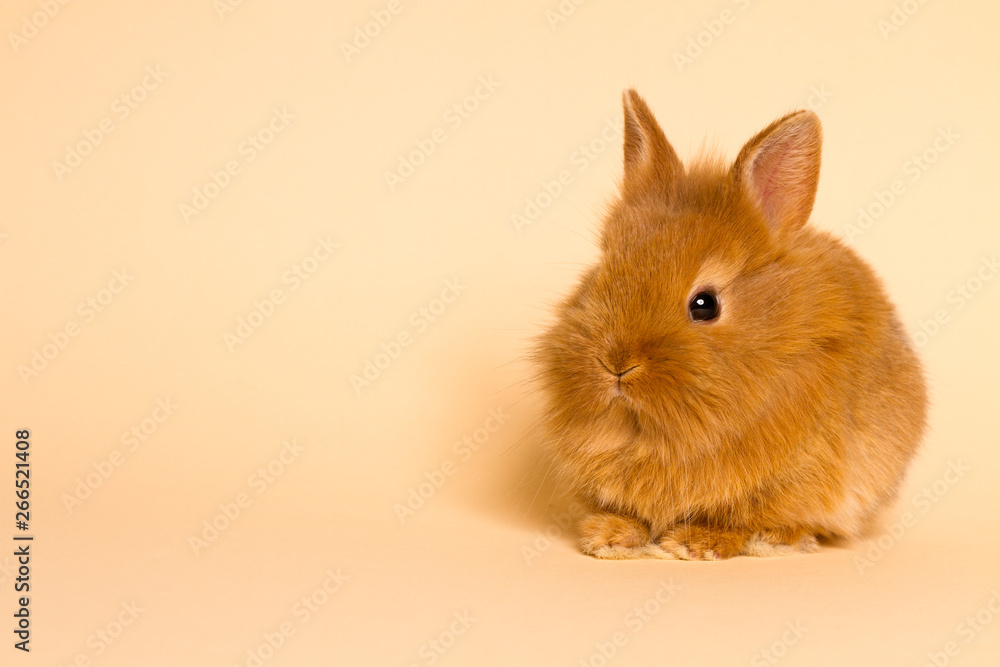 Bunny funny rabbit Bunny funny rabbit