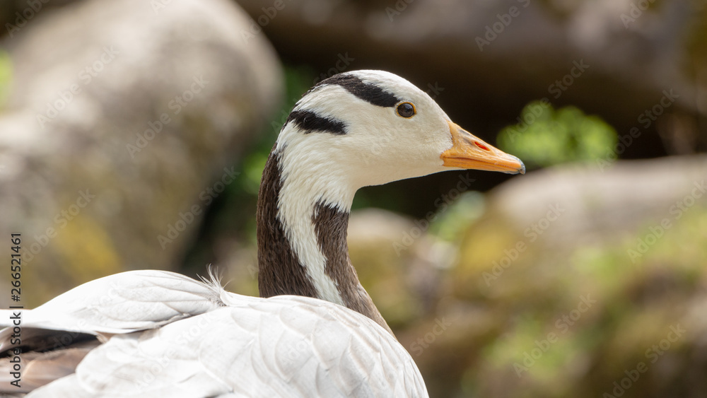 Bar-headed goose Anser indicus A young person at a mountain waterfall Bar-headed goose Anser indicus A young person at a mountain waterfall