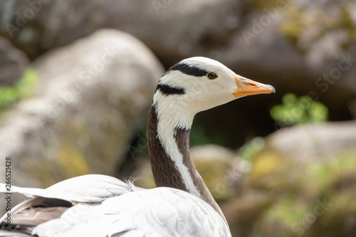 Bar-headed goose Anser indicus A young person at a mountain waterfall