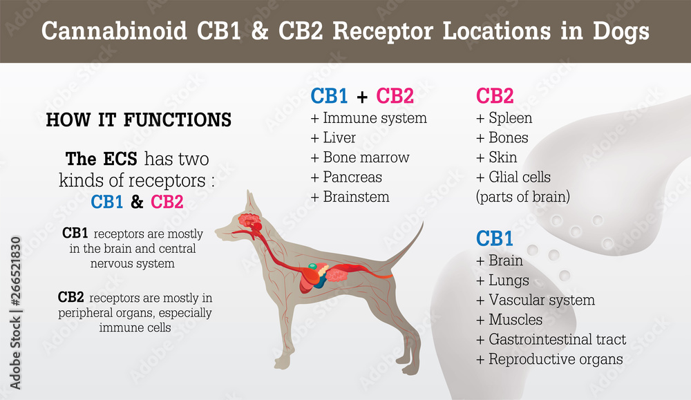 cannabinoid cb1 and cb2 receptor location of dog,vector infographic on white background and