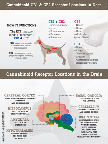 cannabinoid cb1 and cb2 receptor of dog,vector infographic on white background and poster.