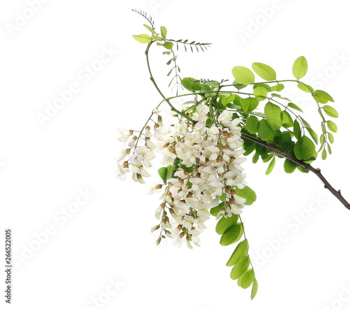 Blossoming acacia with leaves isolated on white background, black locust, clipping path