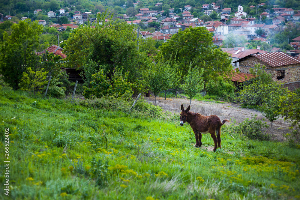 Naklejka premium Donkey on a green meadow