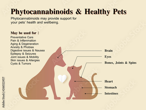 phytocannabinoids & healthy pets dog and cat
