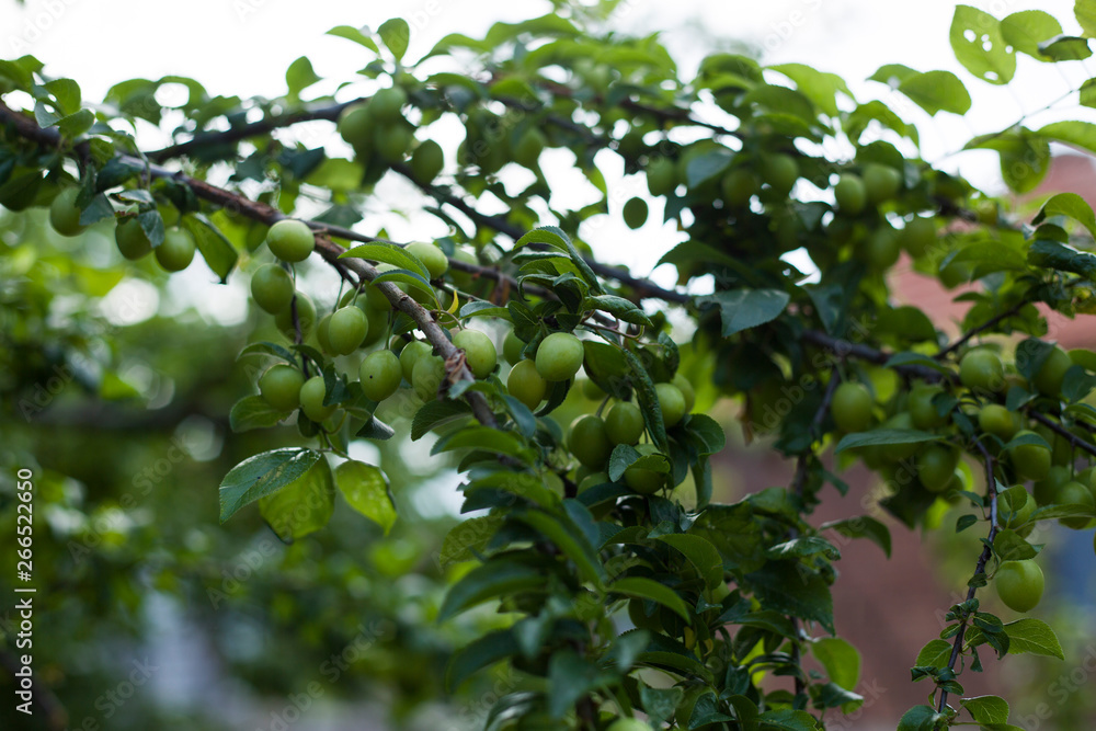 Close up branch with green cherries