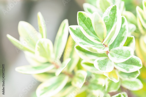 Soft green bush with abstract textrures photo