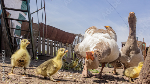 Aggressive home goose, next to small yellow goslings. Against the background of household. photo