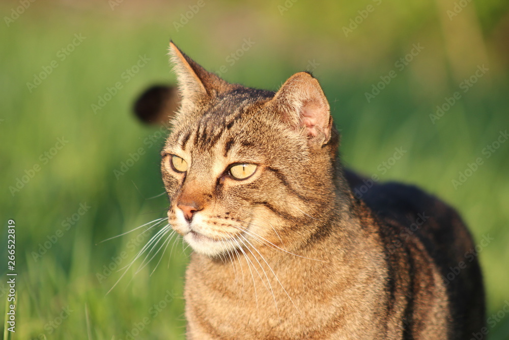 Kopf einer getigerten Hauskatze Kopf einer getigerten Hauskatze
