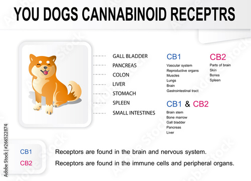 you dog cannabinoid receptrs