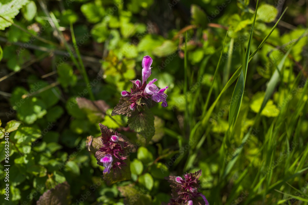 A wild flower on a meadow in a forest A wild flower on a meadow in a forest