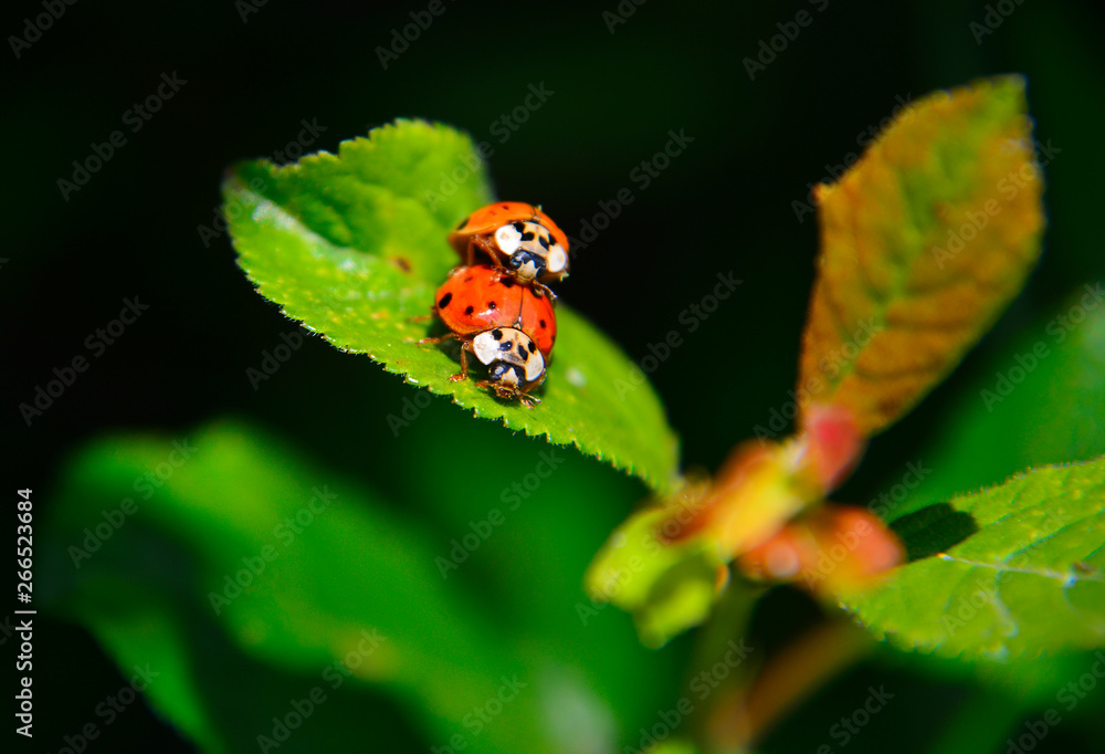Obraz premium ladybug on a leaf
