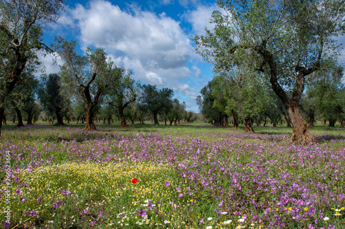 Wallpaper Mural L'oliveto e i colori della campagna Torontodigital.ca
