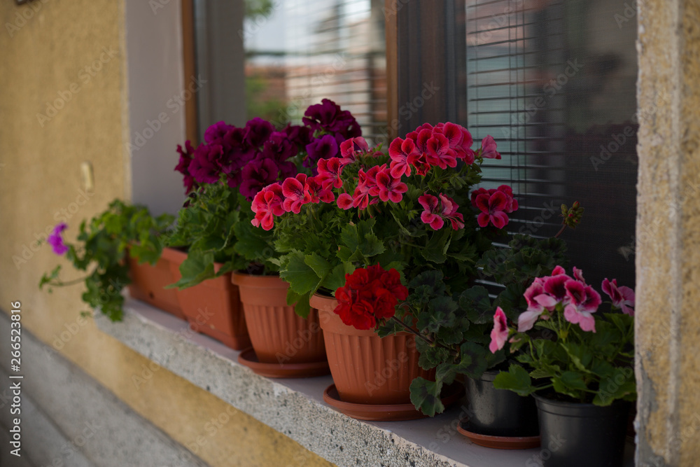 Pots with a Pelargonium flowers on a window sill Pots with a Pelargonium flowers on a window sill