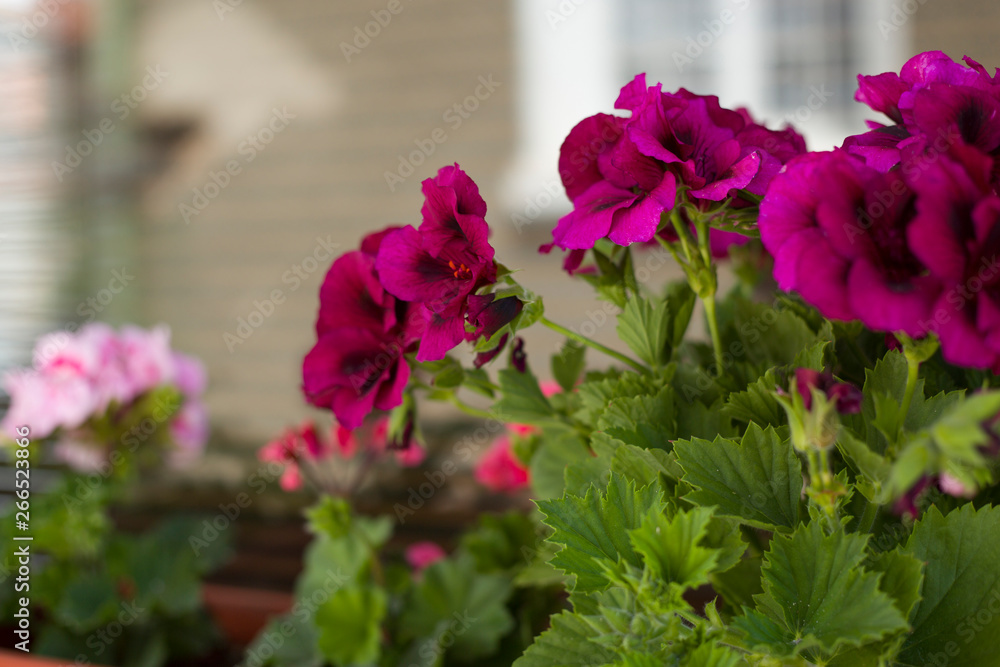 Naklejka premium Pelargonium flowers closeup. Garden pelargonium or Pelargonium zonale.