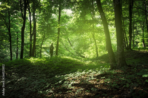 natural green sunny summer ...