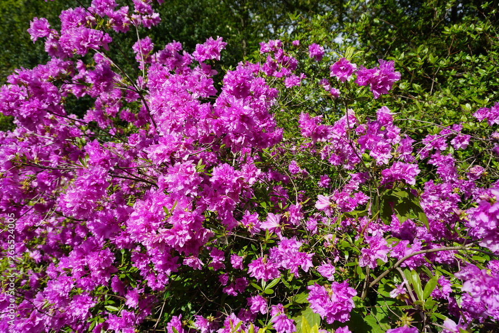 Blütenmeer in pink