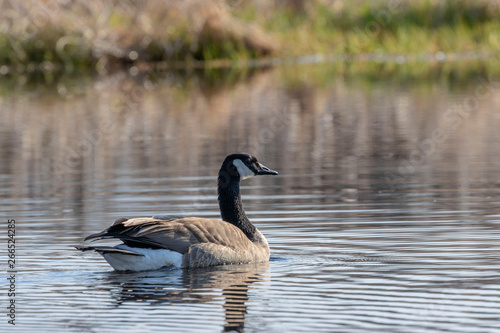 Canada Goose, Branta canadensis, in the water surface, animal in the nature lake ,grass habitat