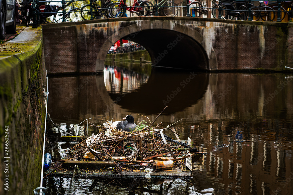 Eurasian Coot sitting on a nest built with human trash and litter in Amsterdam, the Netherlands