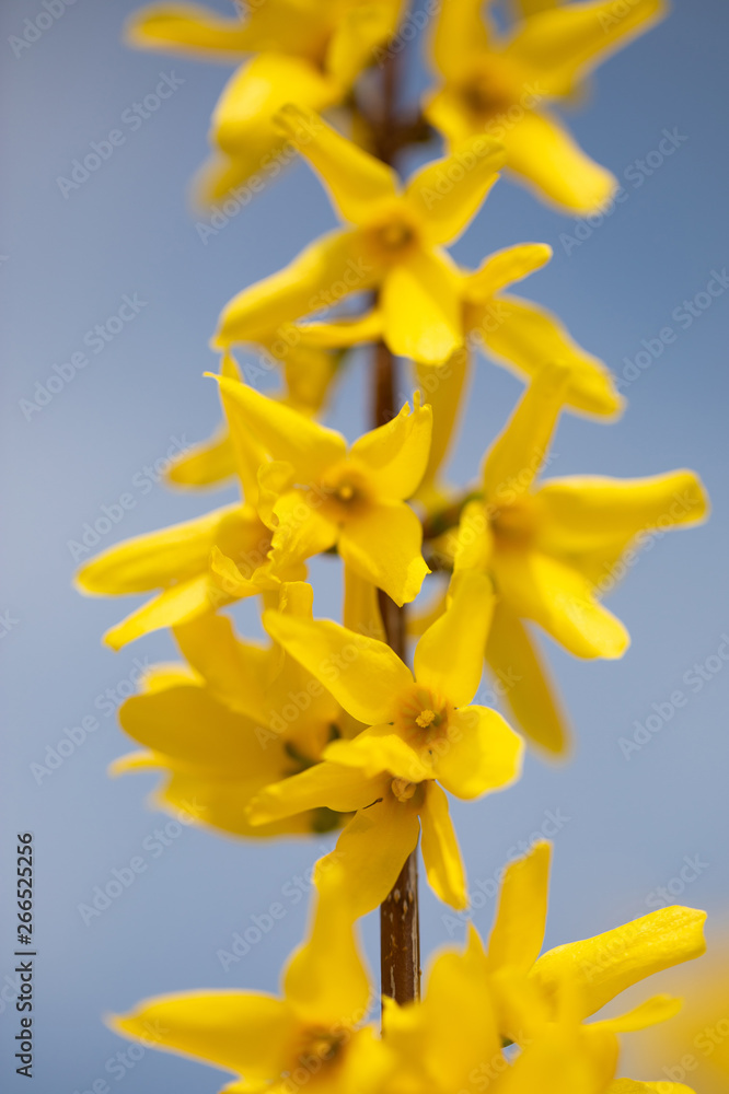 Obraz premium Forsythia. Flowers. Spring. Yellow. Macro. Bush