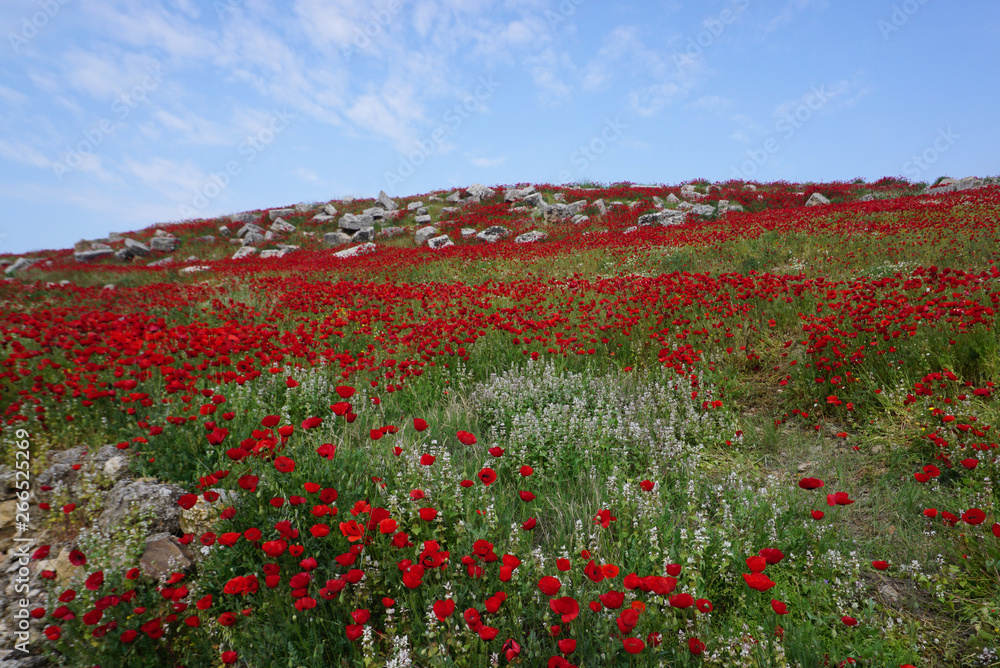 Poppy flower field on the hill against blue sky background
