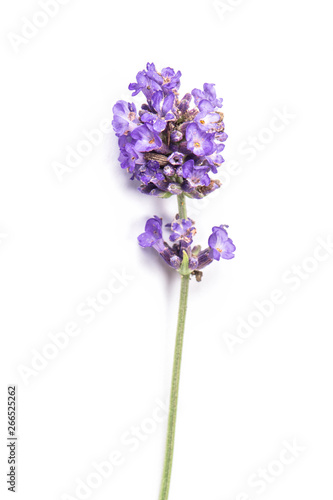 Lavender herb flowers isolated white background