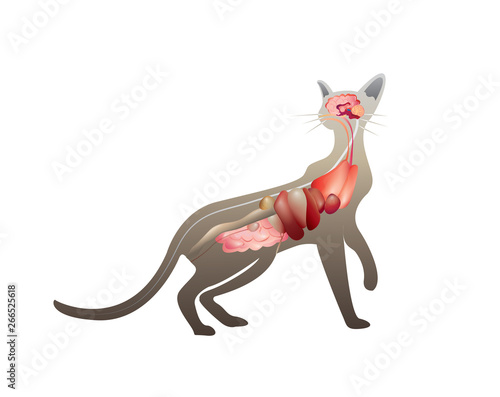 Illustration of the anatomy of a cat on white background