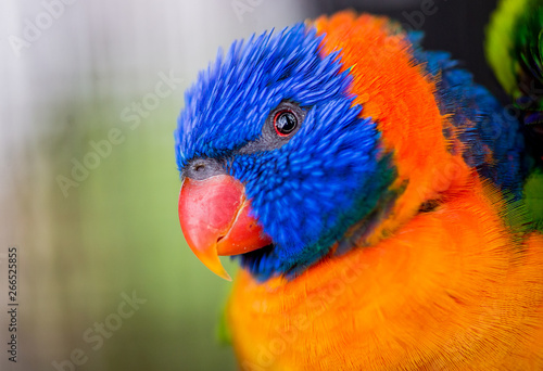 Close-up portrait of a rainbow lorikeet parrot with colorful blue and orange feathers, looking at the camera.