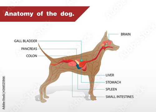Illustration of the anatomy of a dog 