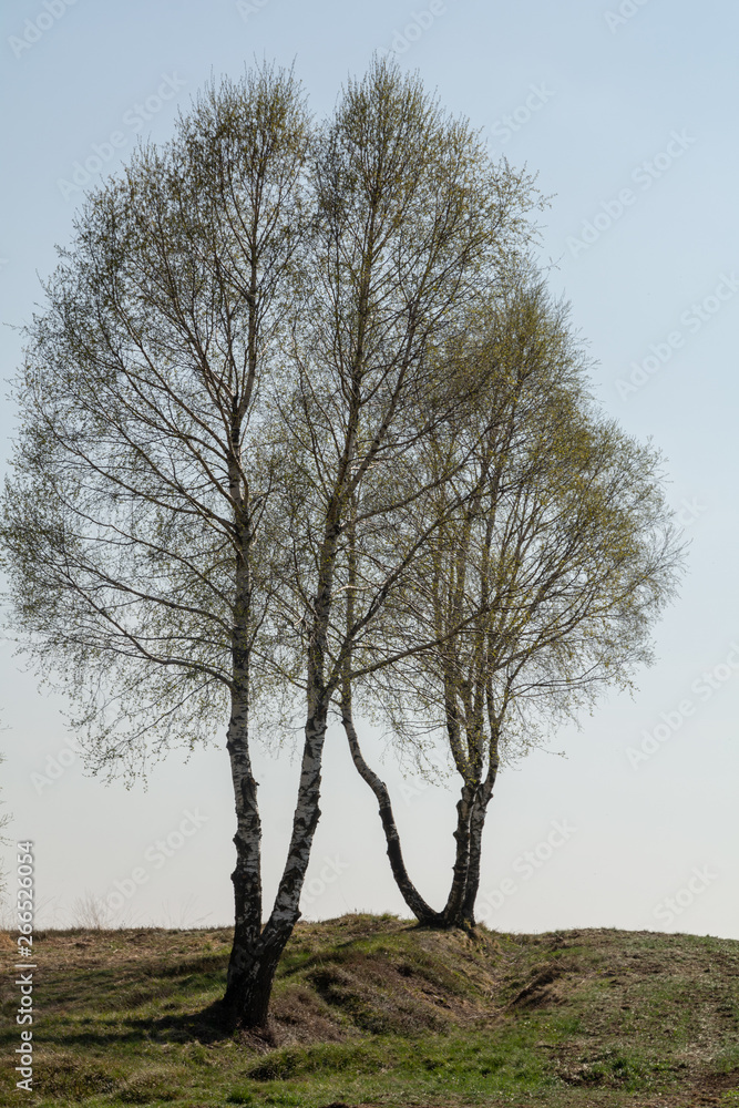 alberi sulle colline alberi sulle colline