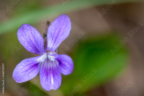 Macrophotographie de fleur sauvage - Viola odorata