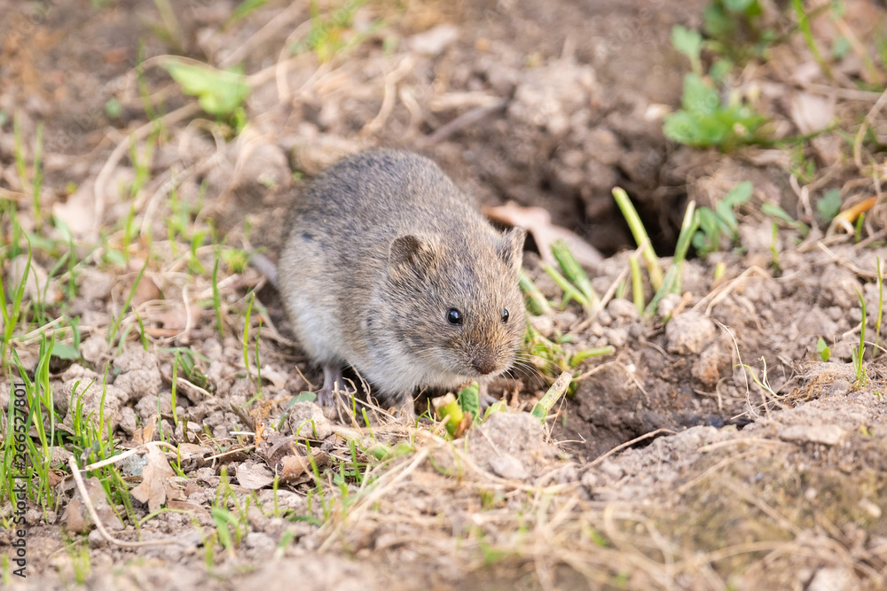 The striped field mouse The striped field mouse