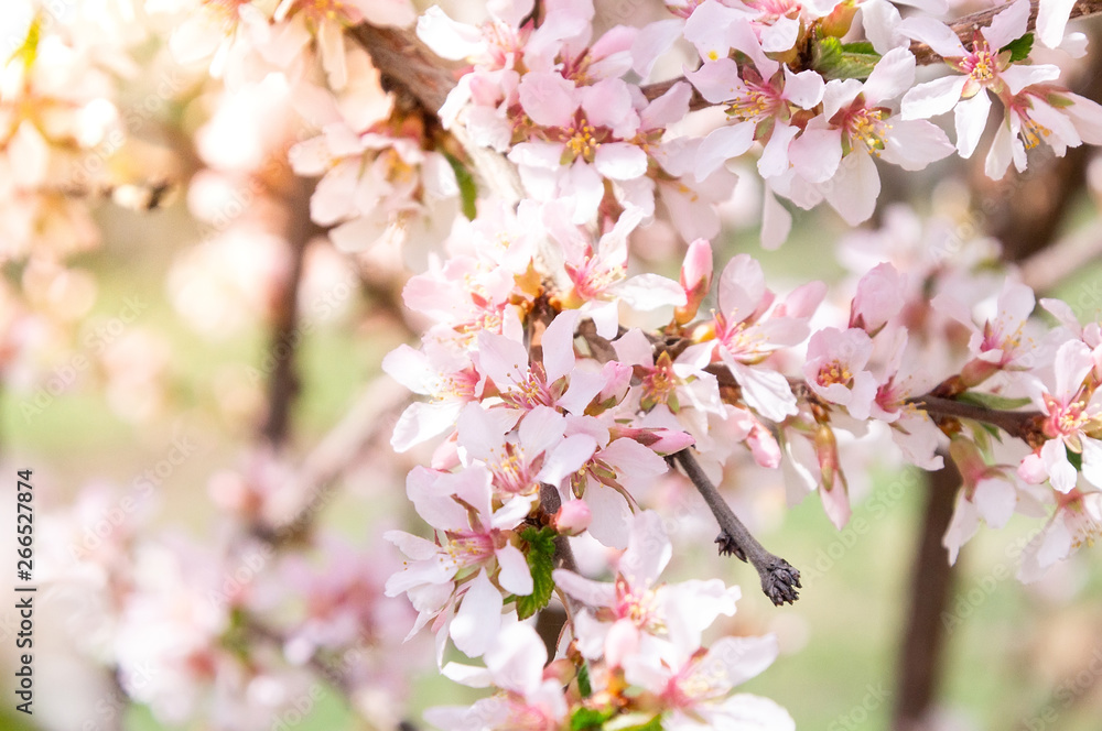 Cherry blossoms tree background