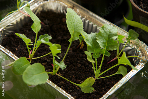 Urban Gardening, Growing Vegetables at Home, Radish Baby Plants