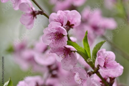 Pink peach flowers on a tree branch in the garden in spring.
