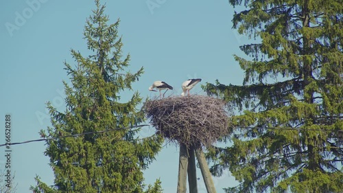 Two white storks family cleaning their nest built on top of the electricity poles.