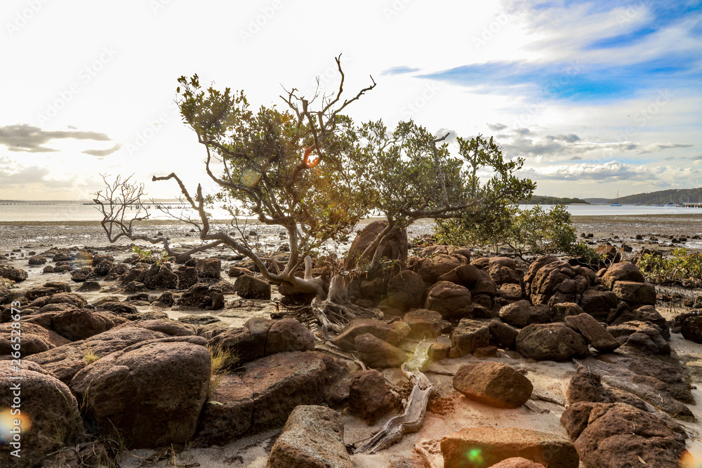 Tree surrounded by rocky coastline at low tide Tree surrounded by rocky coastline at low tide