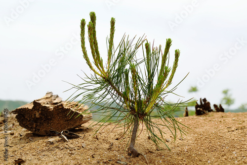 Sprout of the pine - Pinus.